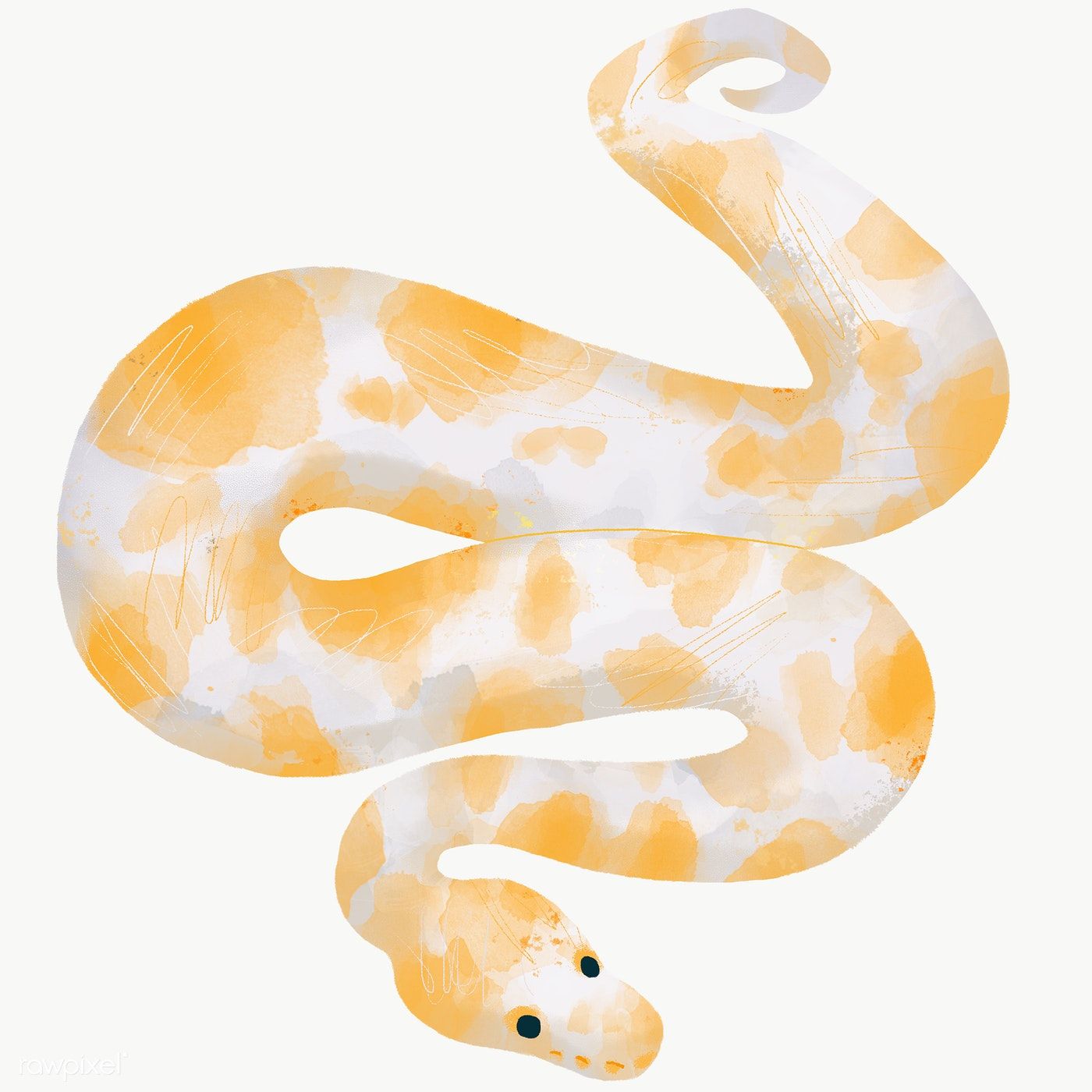 Detail Albino Python Nomer 12