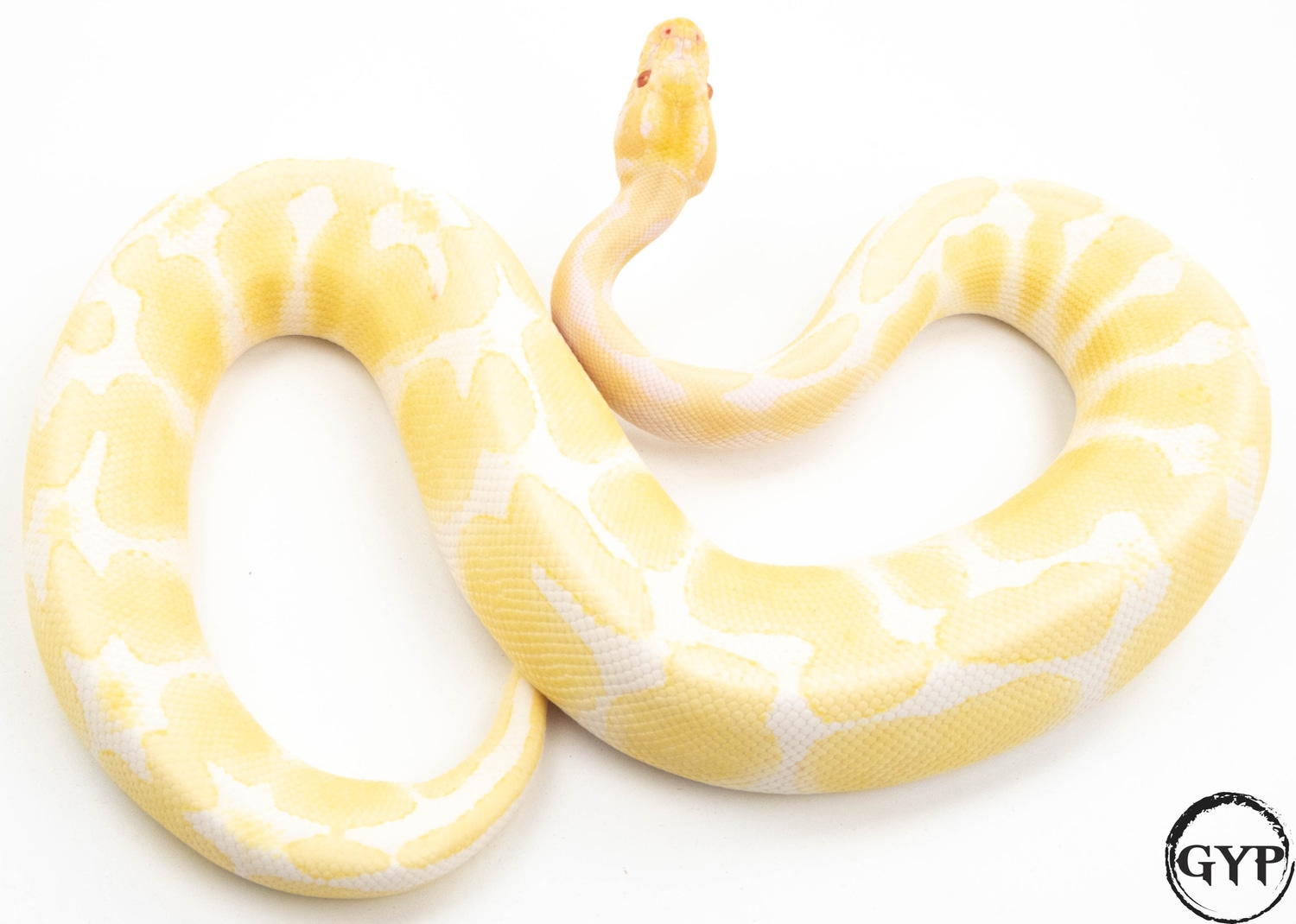Detail Albino Python Nomer 13