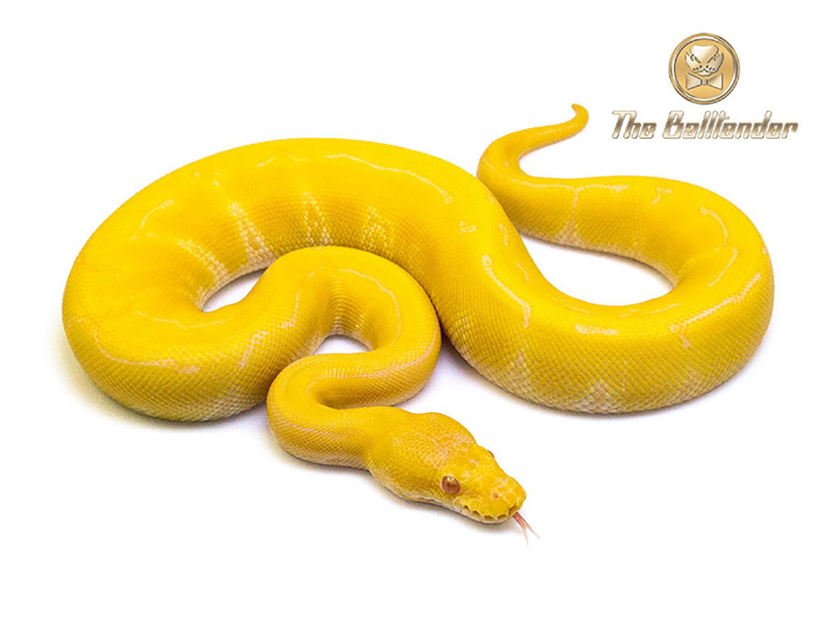 Detail Albino Python Nomer 17