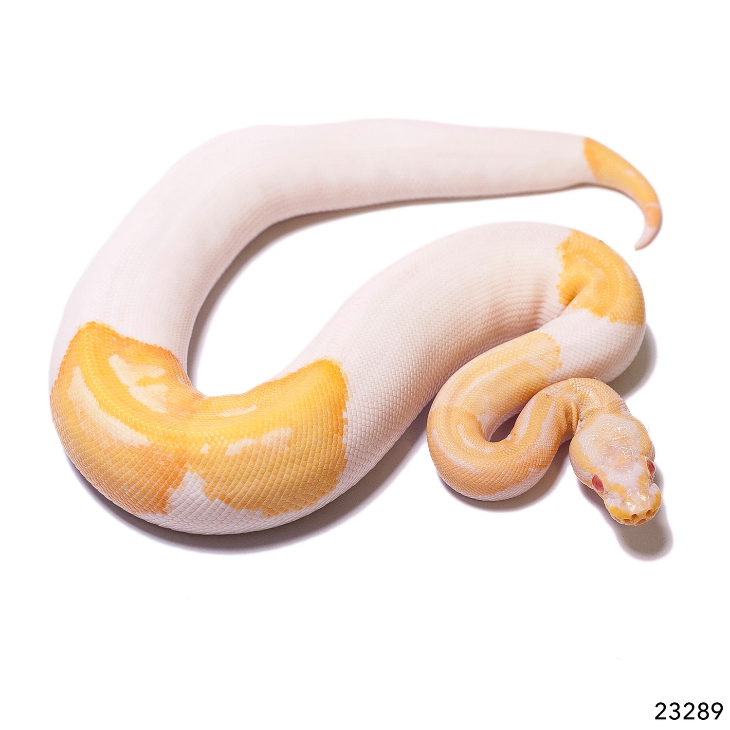 Detail Albino Python Nomer 19
