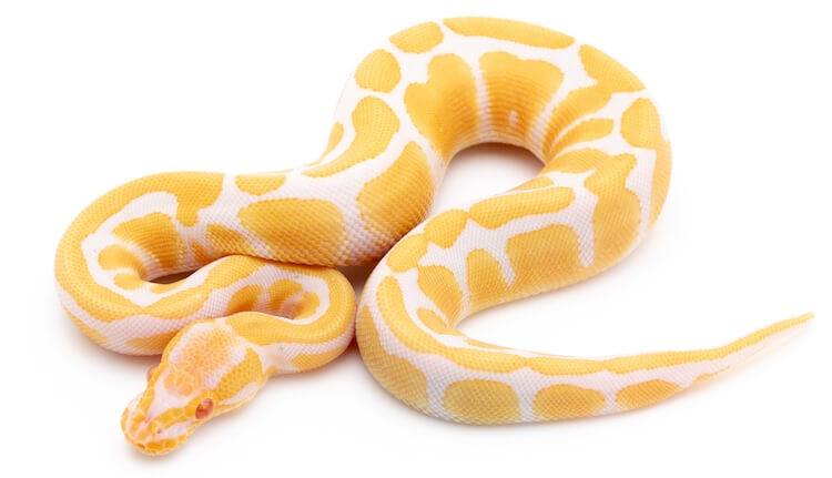Detail Albino Python Nomer 2