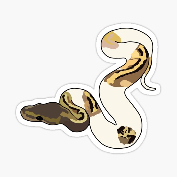 Detail Albino Python Nomer 21