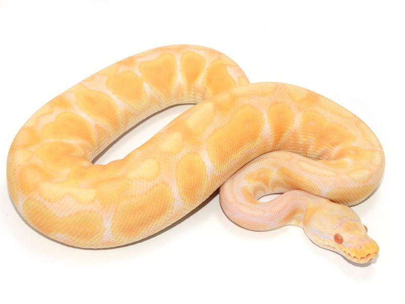 Detail Albino Python Nomer 23