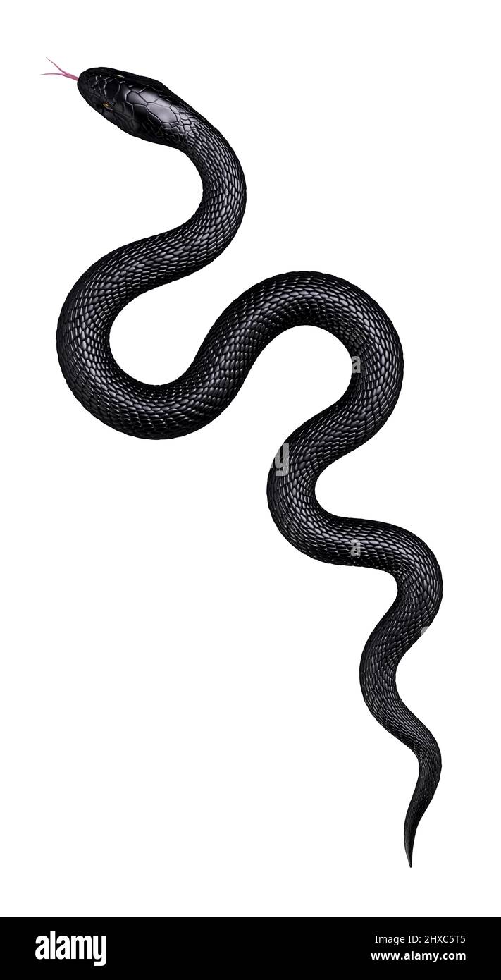 Detail Albino Python Nomer 26