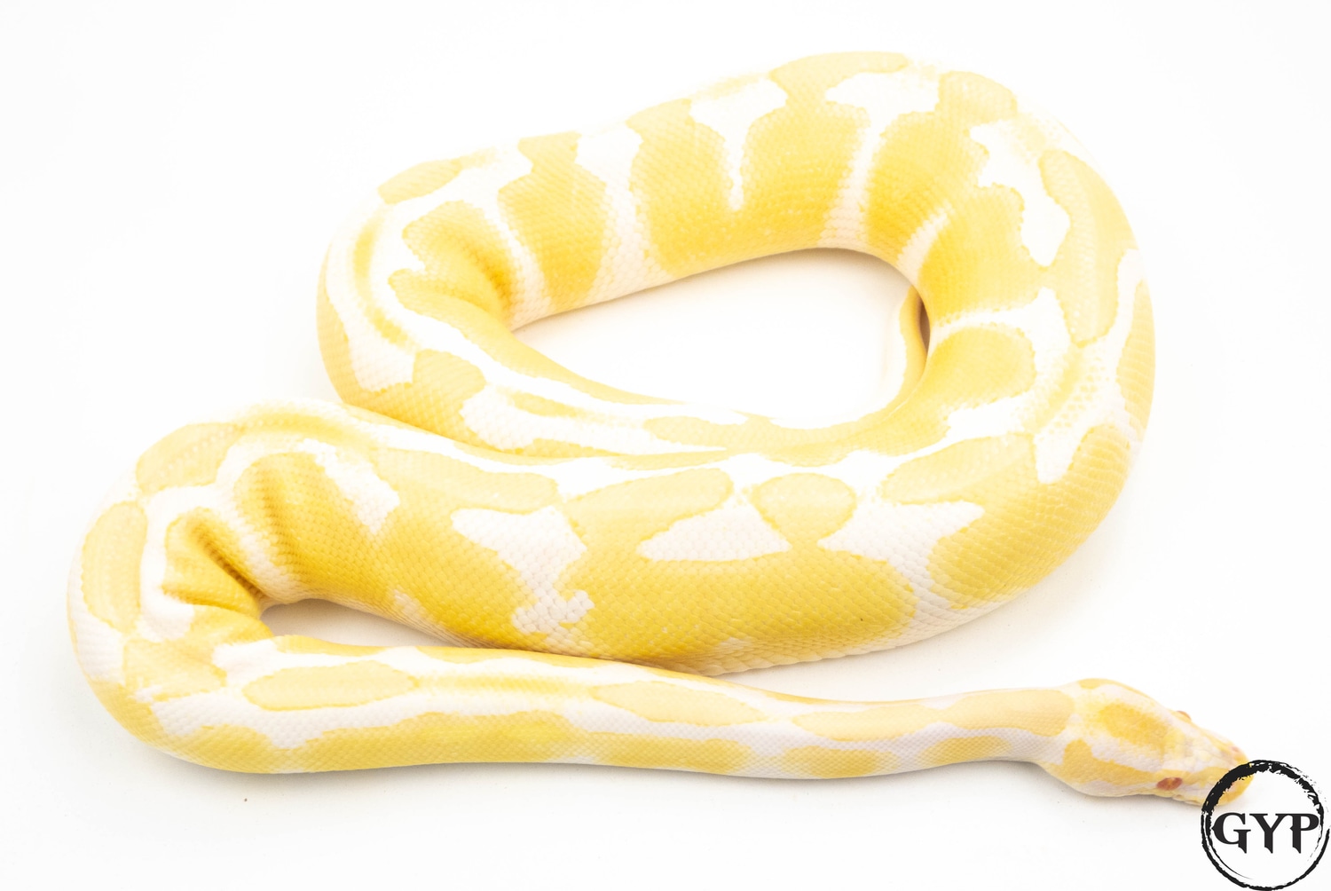Detail Albino Python Nomer 27