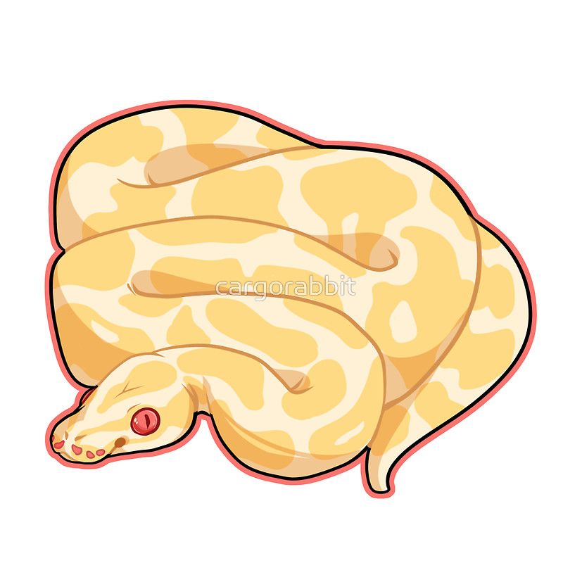 Detail Albino Python Nomer 3