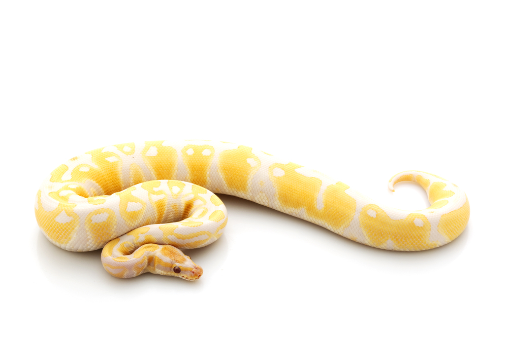 Detail Albino Python Nomer 5