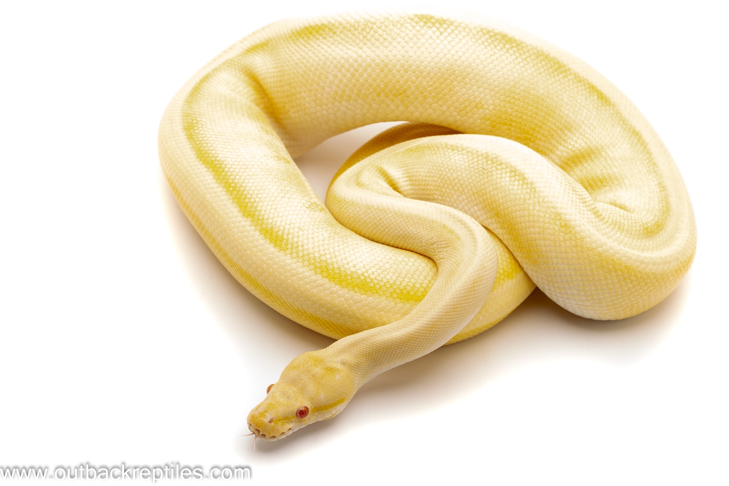 Detail Albino Python Nomer 6