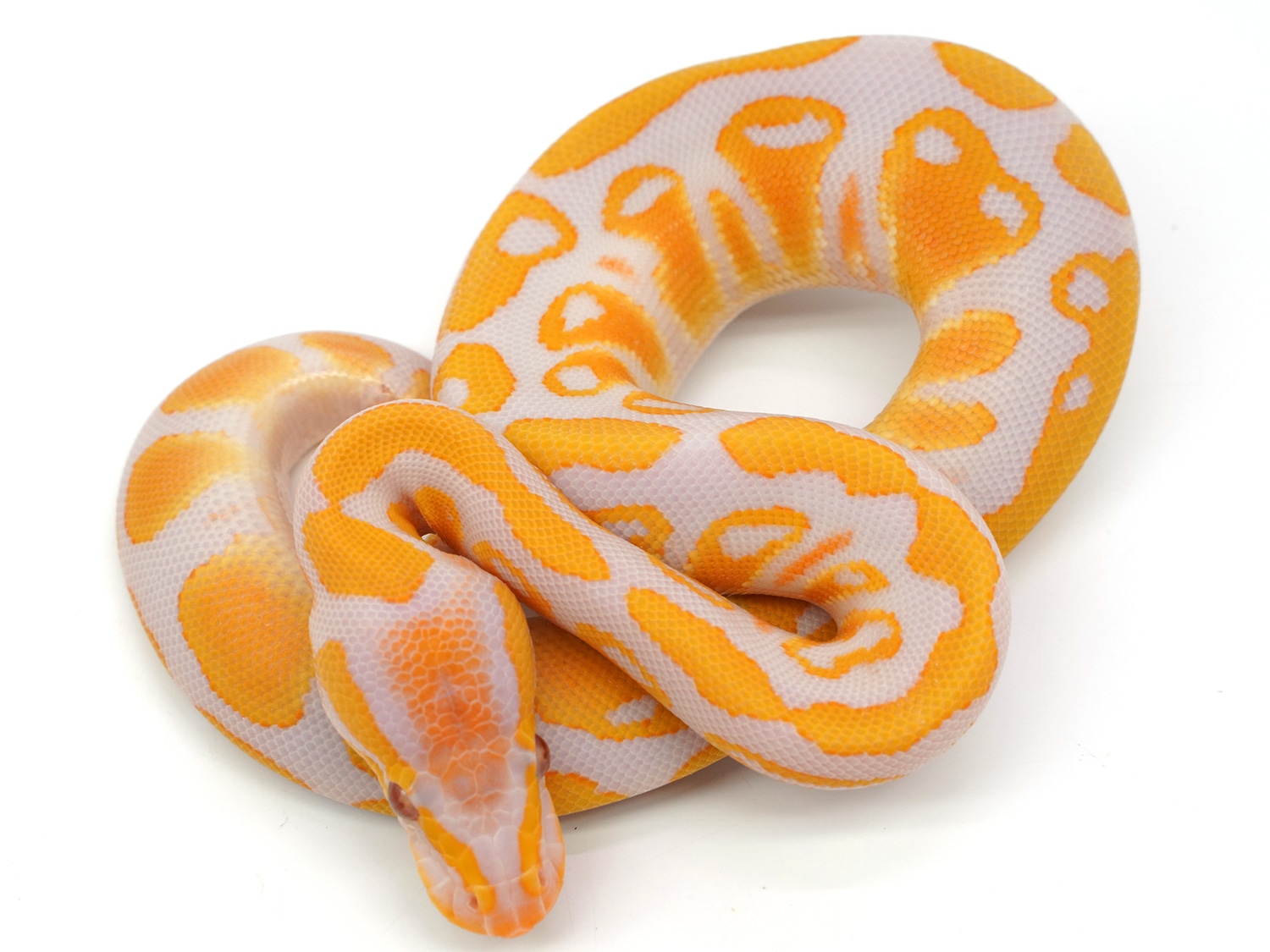 Detail Albino Python Nomer 7