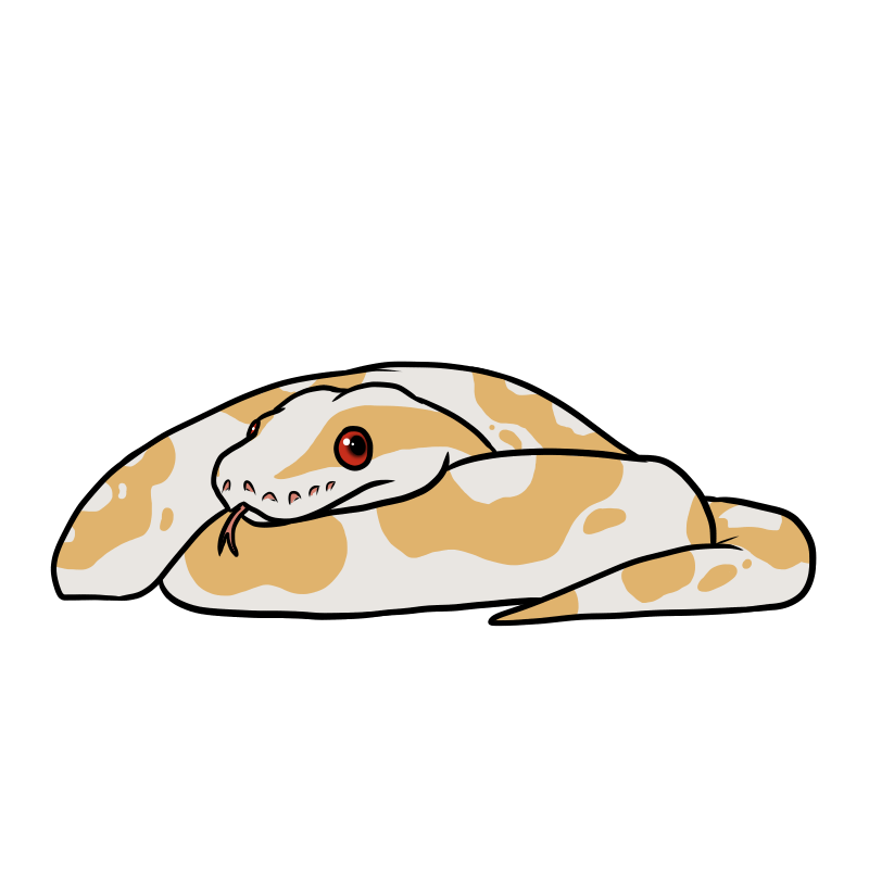 Detail Albino Python Nomer 8