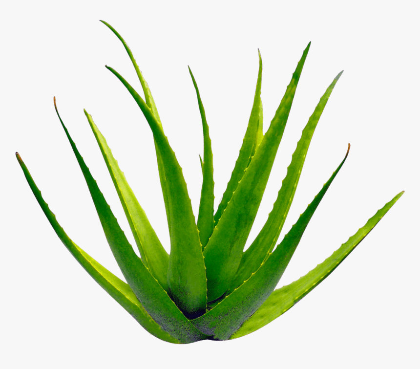Aloe Transparent - KibrisPDR