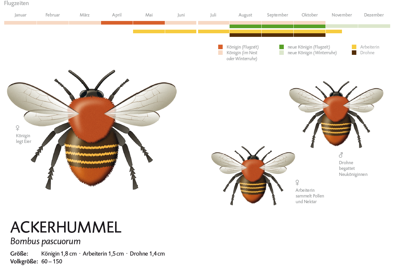 Detail Bienen Saugen Nektar Nomer 14