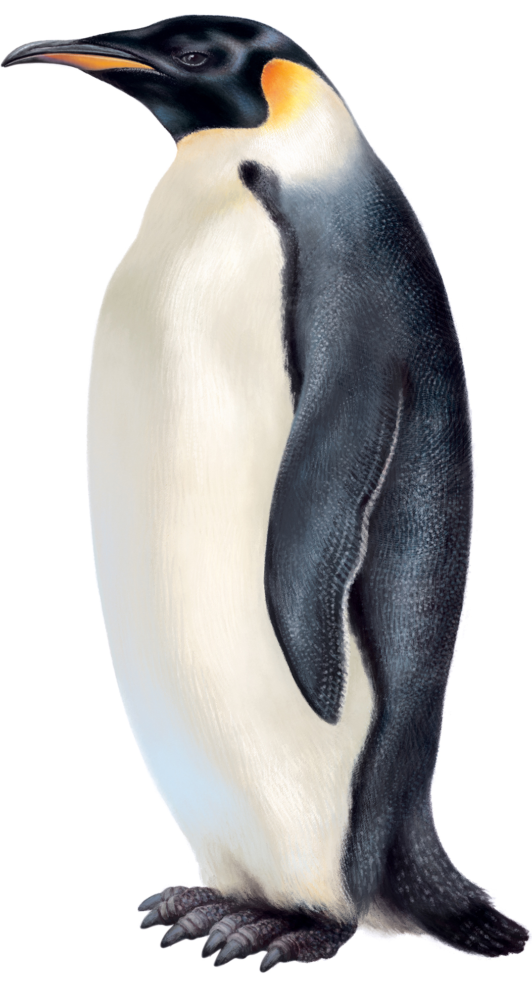 Detail Pinguin Klimaanlage Nomer 20