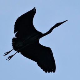 Detail Vogel Mit Roten Kopf Nomer 22