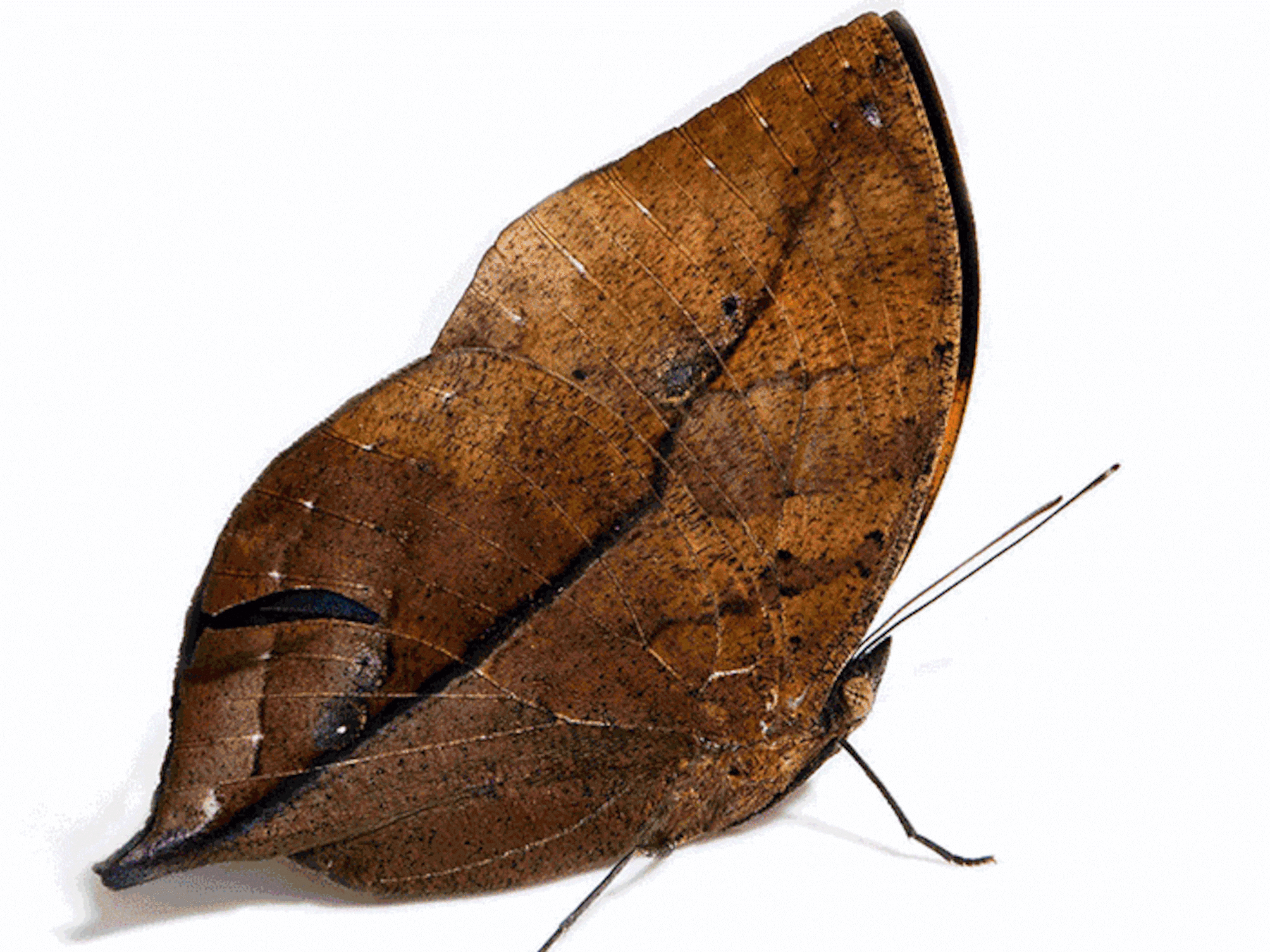Detail Moth Wings Nomer 20