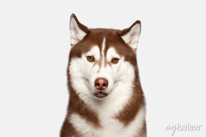 Detail Schwarzer Husky Mit Blauen Augen Nomer 10