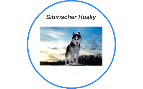 Detail Schwarzer Husky Mit Blauen Augen Nomer 20