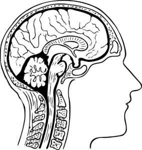 Hypophyse Anatomie - KibrisPDR