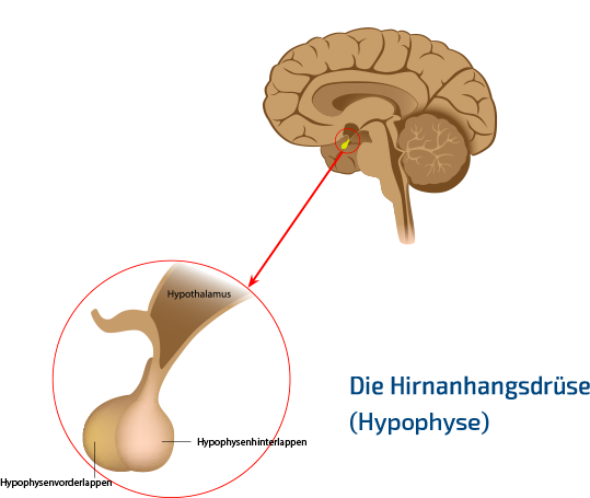 Detail Hypophyse Anatomie Nomer 9