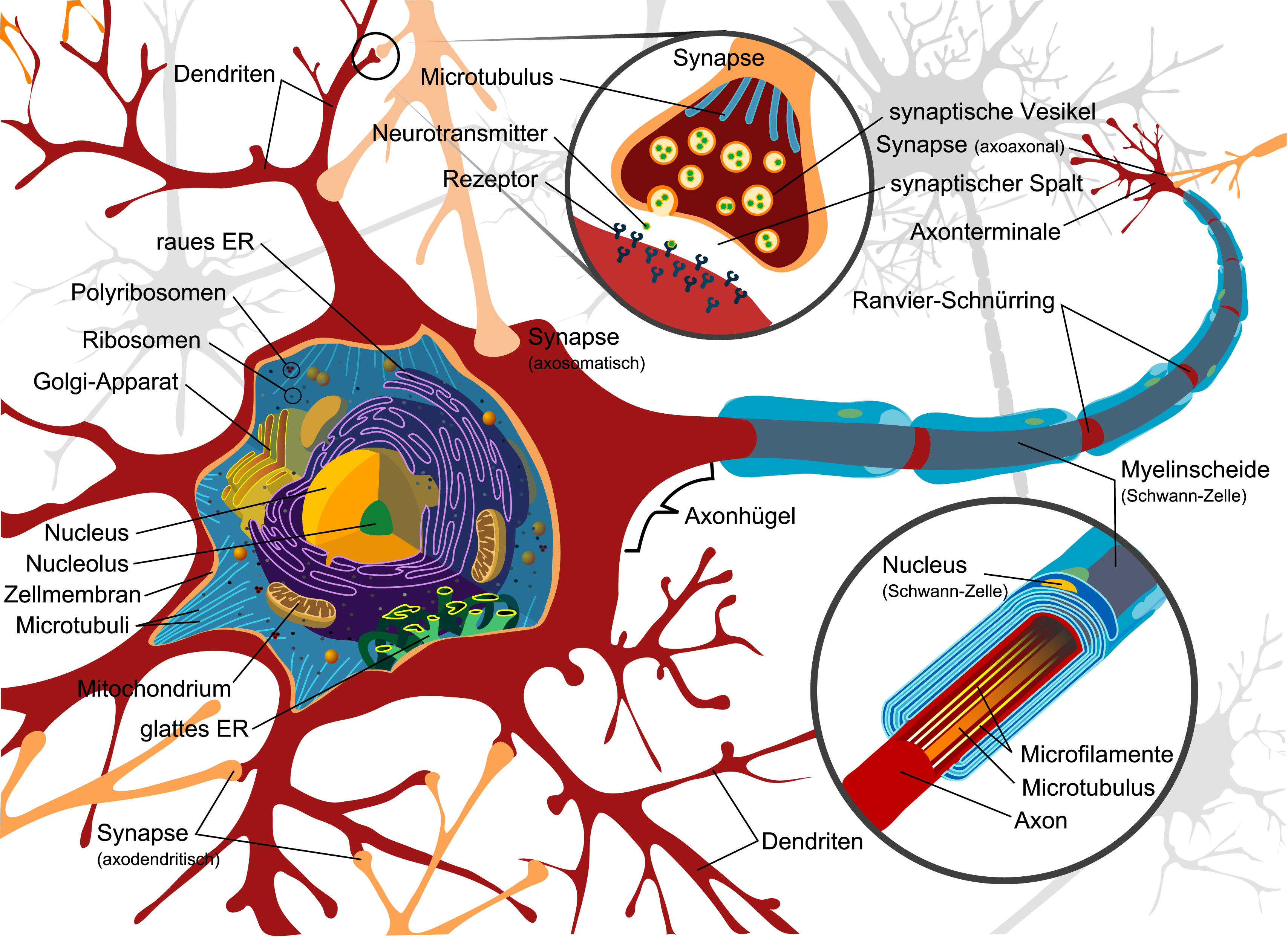 Detail Hypophyse Anatomie Nomer 10