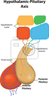 Detail Hypophyse Anatomie Nomer 2