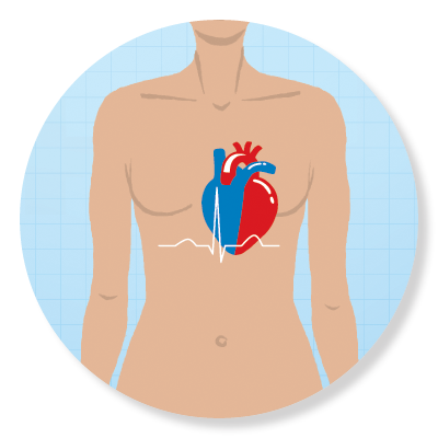 Detail Hypophyse Anatomie Nomer 17