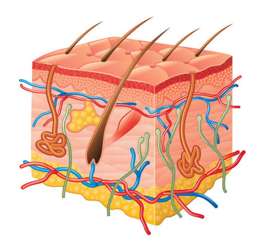 Detail Hypophyse Anatomie Nomer 18