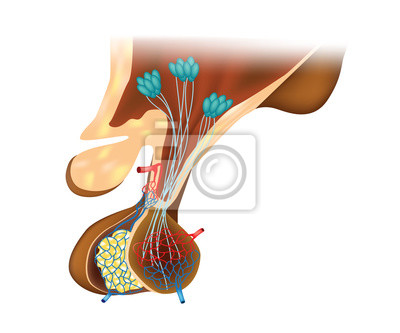Detail Hypophyse Anatomie Nomer 3