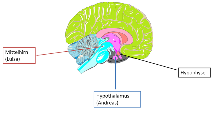 Detail Hypophyse Anatomie Nomer 4