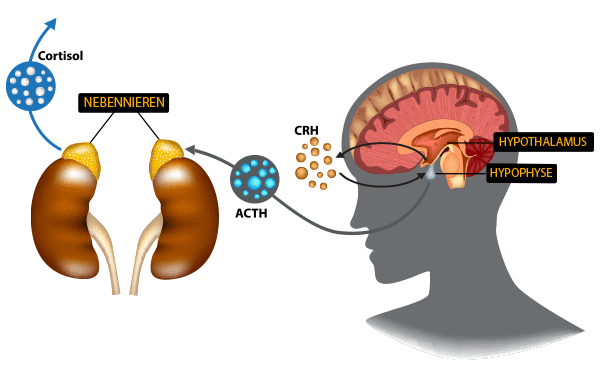 Detail Hypophyse Anatomie Nomer 7