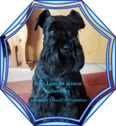 Detail Kleiner Schnauzer Hund Nomer 10