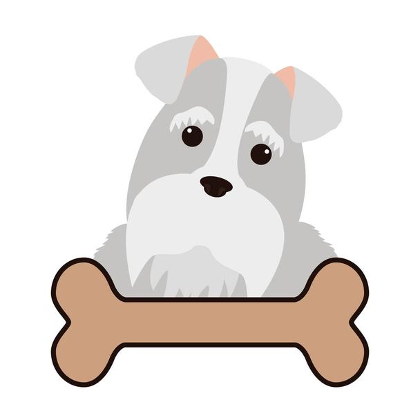 Detail Kleiner Schnauzer Hund Nomer 13