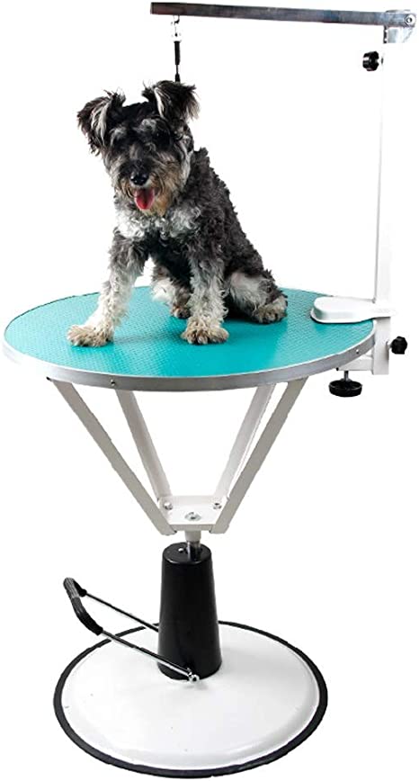 Detail Kleiner Schnauzer Hund Nomer 15