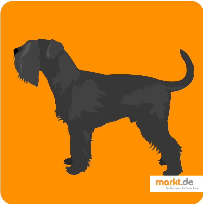 Detail Kleiner Schnauzer Hund Nomer 2