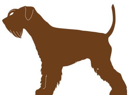 Detail Kleiner Schnauzer Hund Nomer 23
