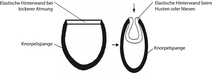 Detail Lungenlappen Mensch Nomer 17