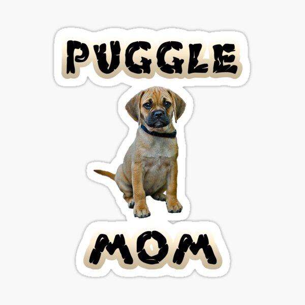 Detail Puggle Welpen Nomer 9