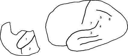 Detail Roastbeef Anatomie Nomer 14