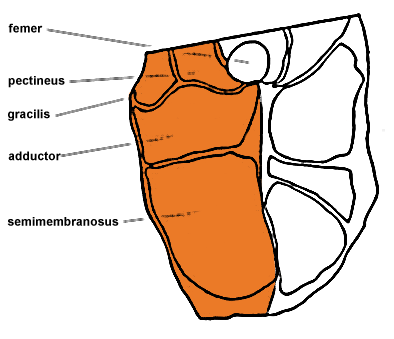 Detail Roastbeef Anatomie Nomer 3