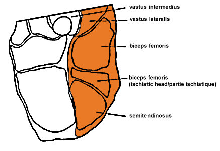 Detail Roastbeef Anatomie Nomer 5
