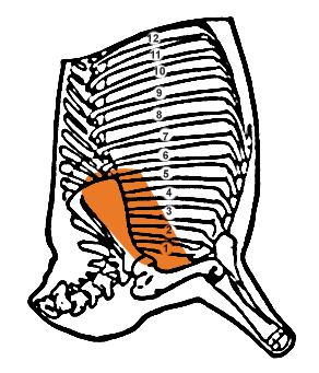 Detail Roastbeef Anatomie Nomer 6