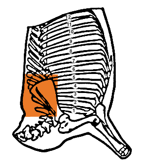 Detail Roastbeef Anatomie Nomer 9