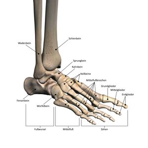 Detail Anatomie Mensch Von Hinten Nomer 22