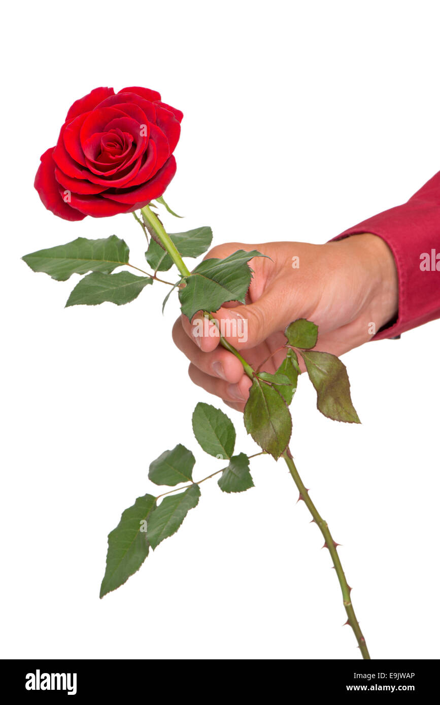 Detail Rose In Der Hand Nomer 25