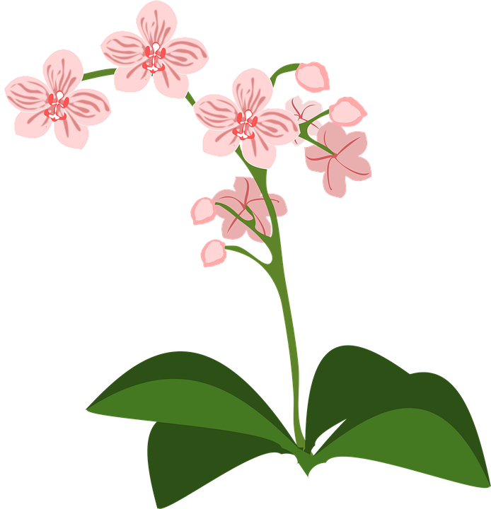 Detail Affe Mit Blume Nomer 19