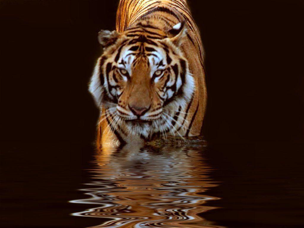 Detail Background Macan Nomer 17