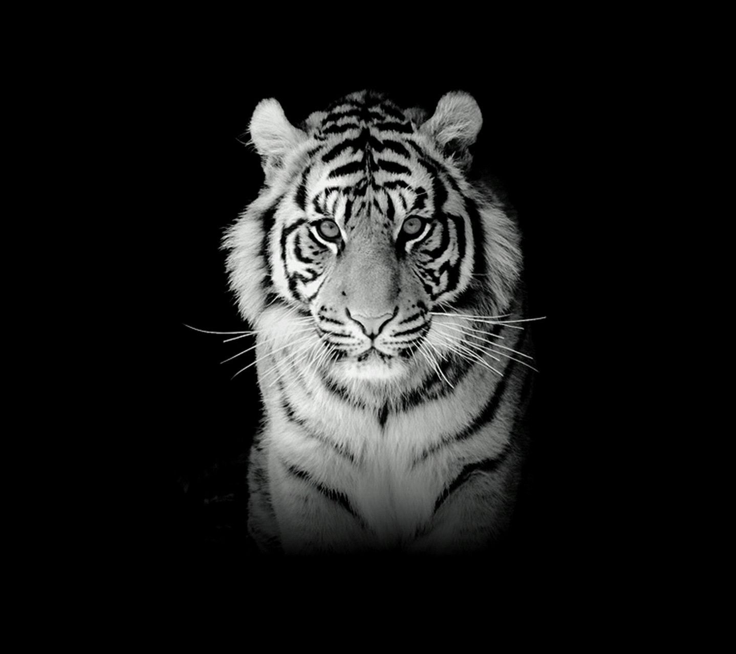 Detail Background Macan Nomer 18