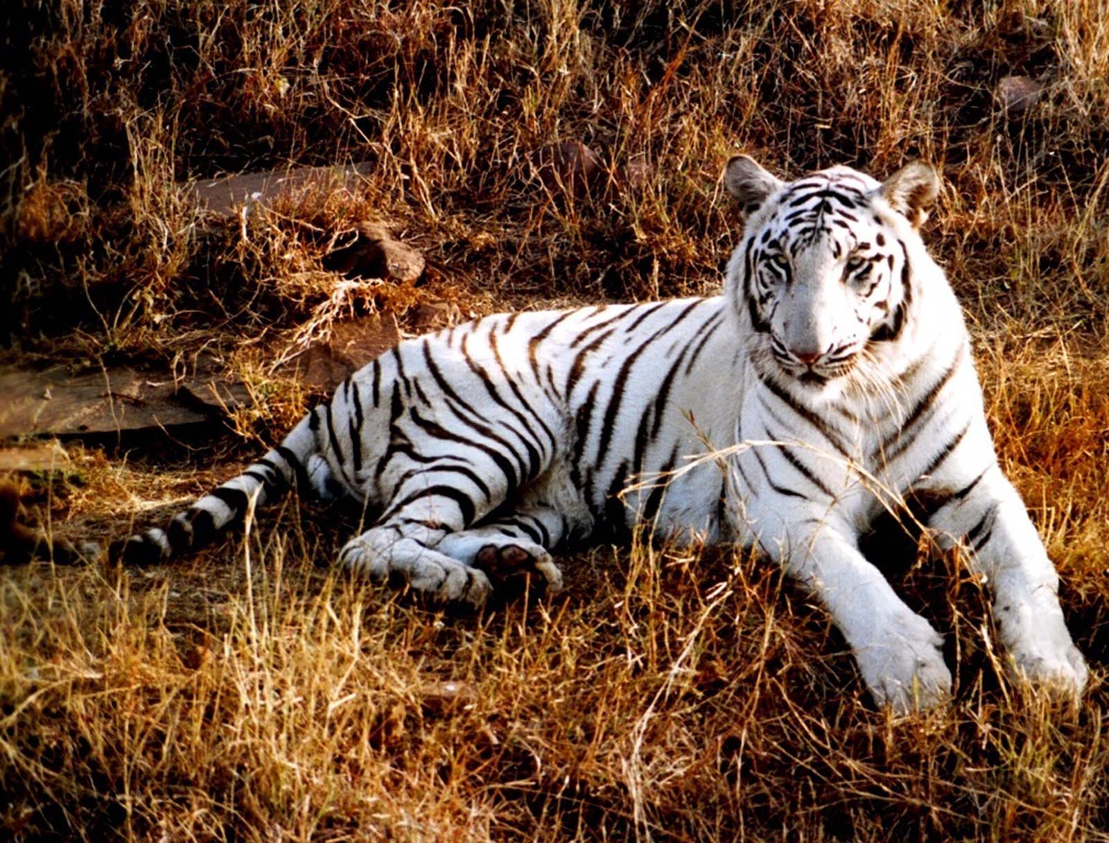 Detail Background Macan Nomer 21