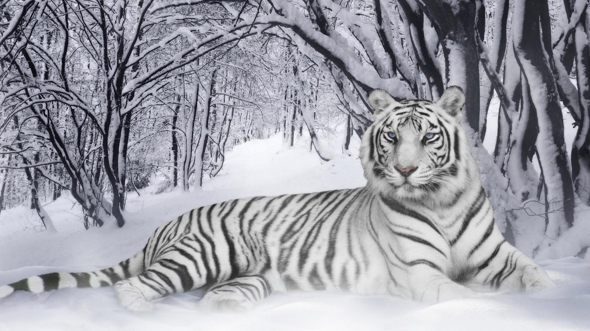 Detail Background Macan Nomer 28