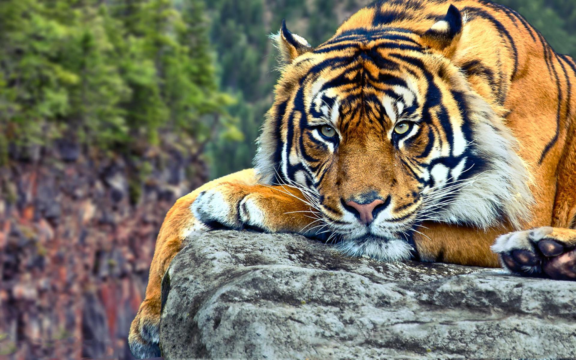 Detail Background Macan Nomer 7